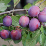 Plum variety Hungarian Moscow