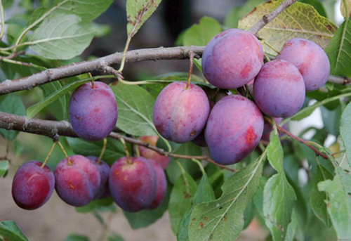 Plum variety Hungarian Moscow