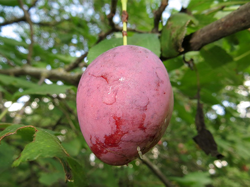 Plum variety Hungarian Moscow