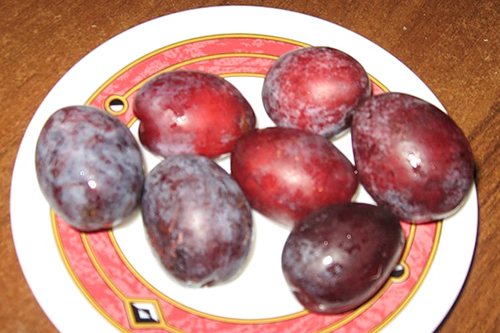 Plum variety Hungarian Moscow