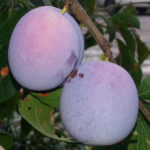 Plum pelbagai keindahan Volzhskaya