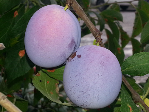 Plum variety Volzhskaya beauty