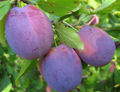 Plum pelbagai keindahan Volzhskaya