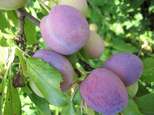 Plum pelbagai keindahan Volzhskaya