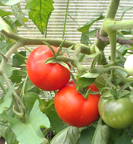 Tomato variety Ultra early