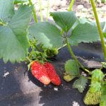 Strawberry variety Divnaya