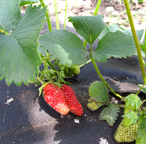 Strawberry variety Divnaya