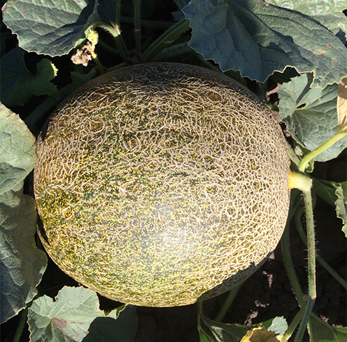 Melon variety Slavia