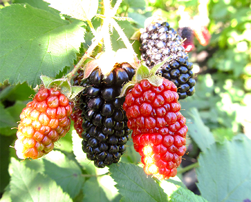 Blackberry variety Karaka Black