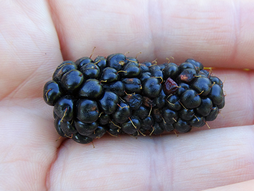 Blackberry variety Karaka Black