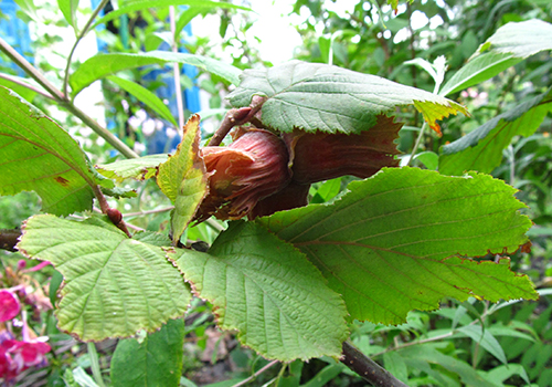 Hazelnut variety Sirena