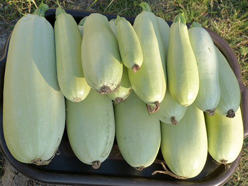 Zucchini variety Iskander