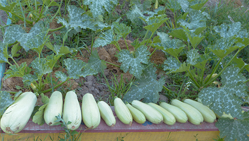 Zucchini variety Iskander