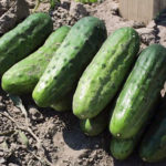 Cucumber variety Asterix (F1)