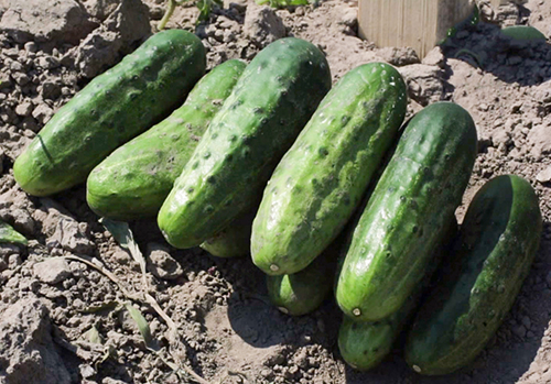 Cucumber variety Asterix