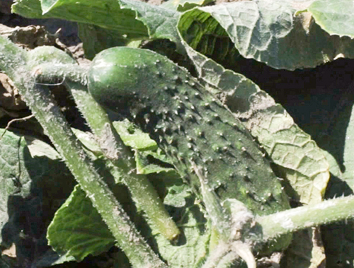 Cucumber variety Asterix