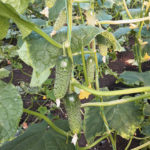 Cucumber variety Barvina (F1)