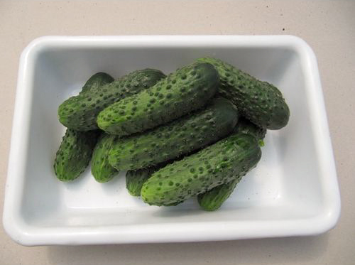 Cucumber variety Barvin