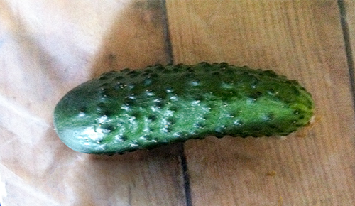 Cucumber variety Barvin