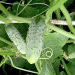 Cucumber variety Break (F1)