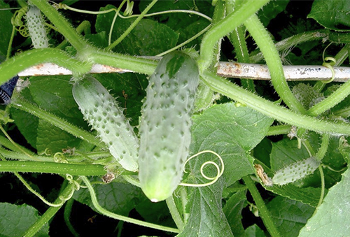 Cucumber variety Break