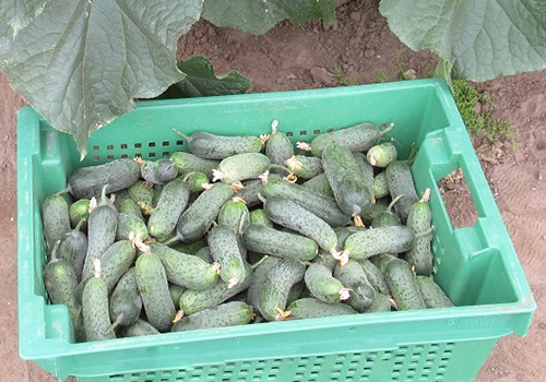 Cucumber variety Tchaikovsky