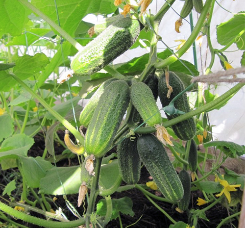 Cucumber variety Miracle crunch