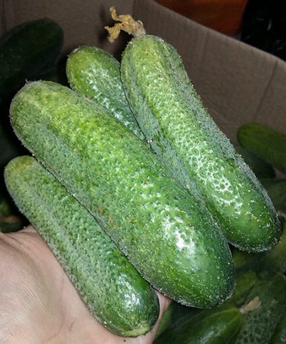 Cucumber variety Claudine