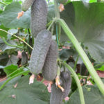 Cucumber variety Director (F1)