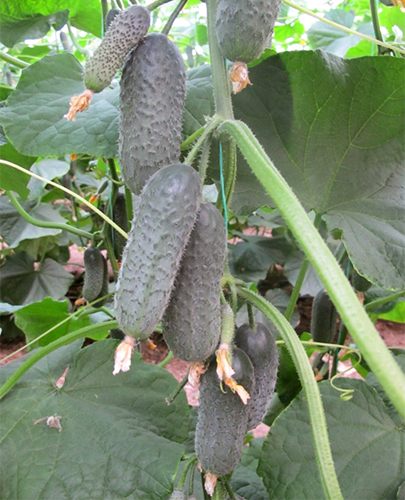 Cucumber variety Director