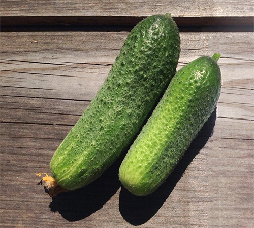 Cucumber variety Dolomite