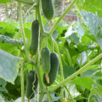 Cucumber variety Ginga (F1)