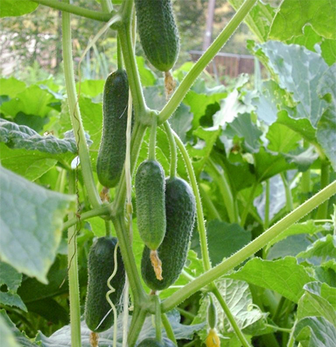 Ginga cucumber variety