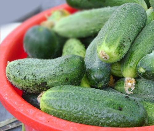 Ginga cucumber variety