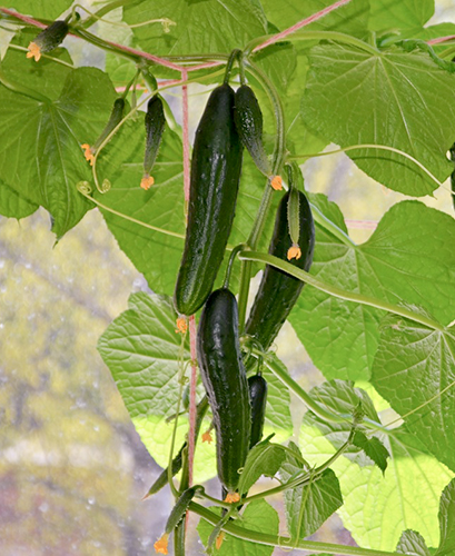 Cucumber variety City cucumber