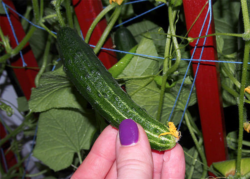 Cucumber variety City cucumber