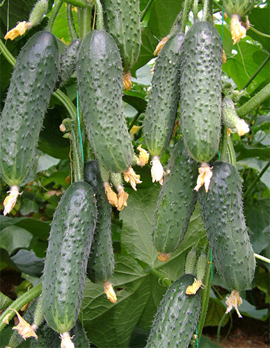 Cucumber variety Capricorn