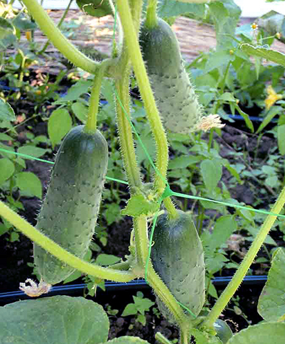 Cucumber variety Capricorn