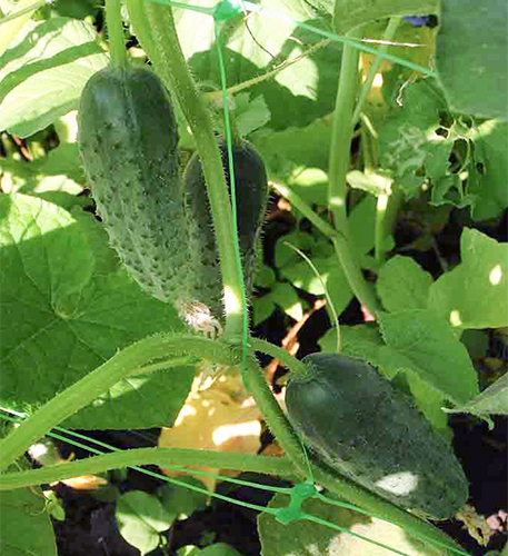 Cucumber variety Capricorn