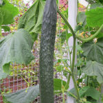 Cucumber variety Chinese farm (F1)