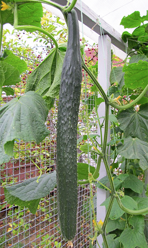 Cucumber variety Chinese farm