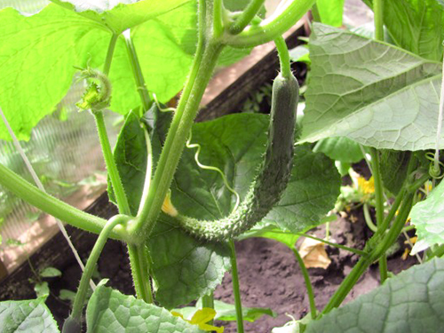 Cucumber variety Chinese farm