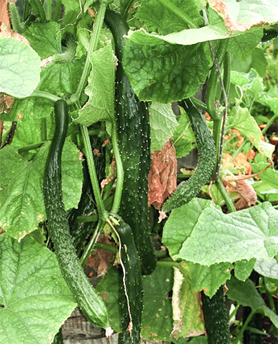 Cucumber variety Chinese farm