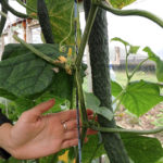 Cucumber variety Chinese cold-resistant (F1)