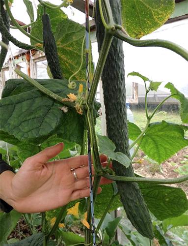 Cucumber variety Chinese cold-resistant