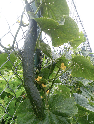 Cucumber variety Chinese miracle