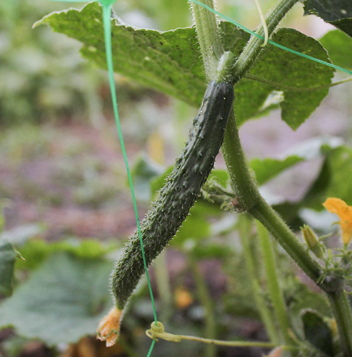 Cucumber variety Chinese miracle