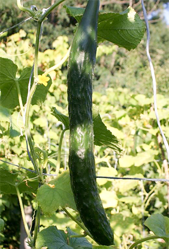 Cucumber variety Chinese miracle