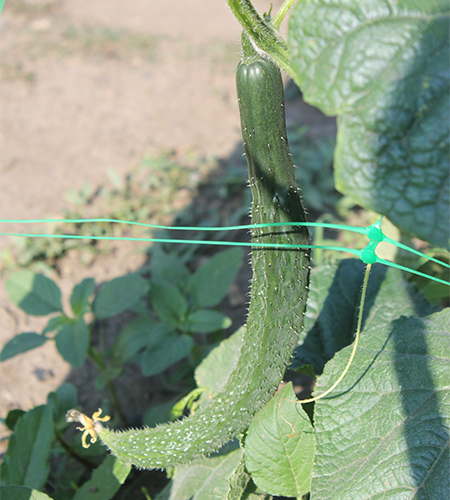 Cucumber variety Chinese miracle