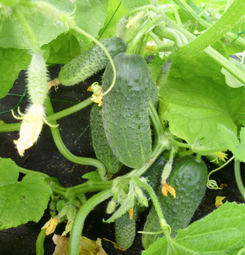 Cucumber variety Miranda